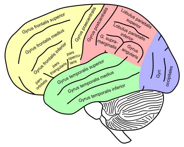 Das menschliche Gehirn: Bannerwerbung und Neuromarketing